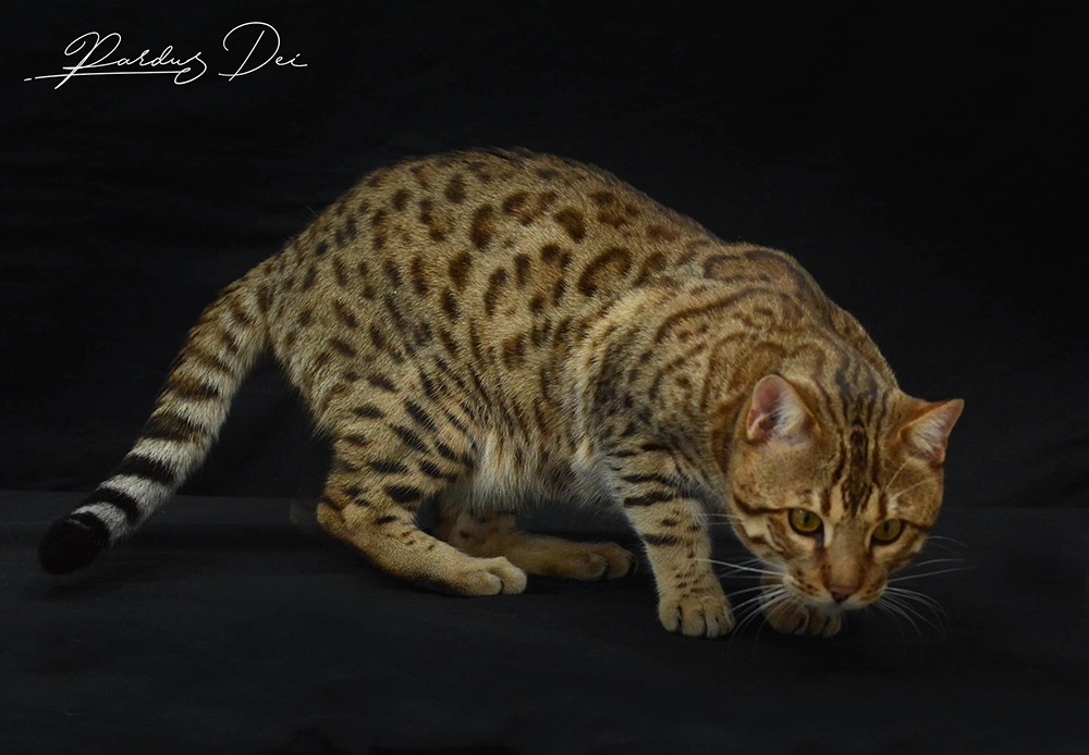 chat bengal